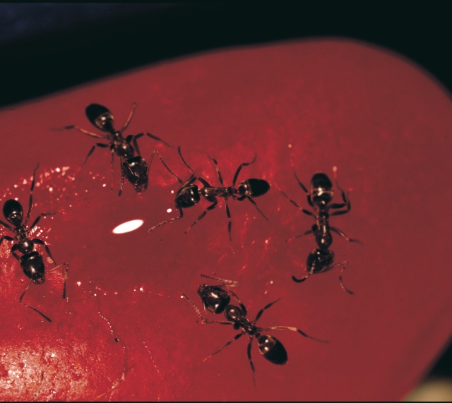 ants under microscope