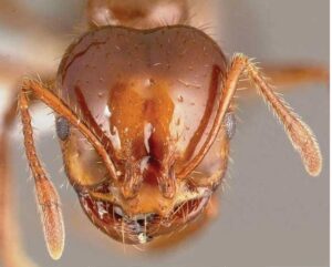 Observing Ants Under The Microscope » Microscope Club