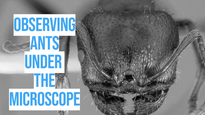 Ants Under The Microscope guide