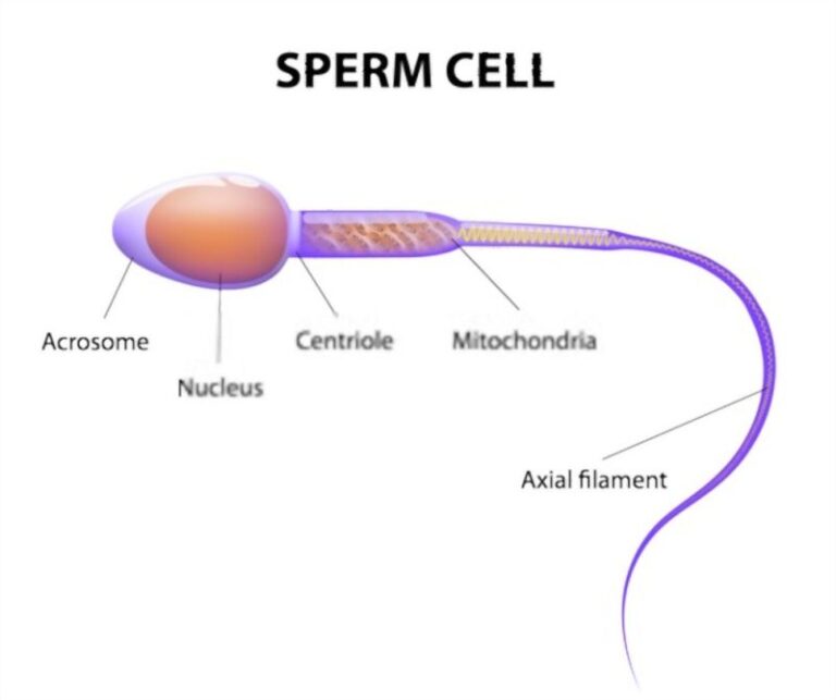 Observing Sperm Cells Under Microscope » Microscope Club