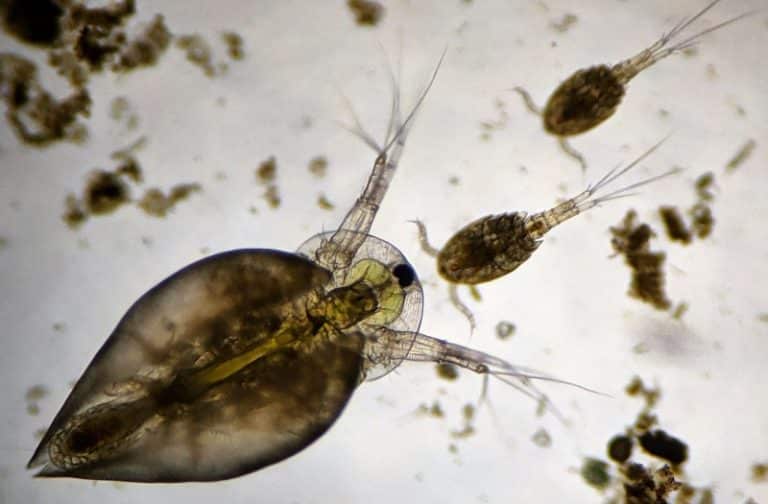 Observing Pond Water Under a Microscope » Microscope Club