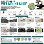 How to Make a Wet Mount Slide (Step-by-Step) » Microscope Club