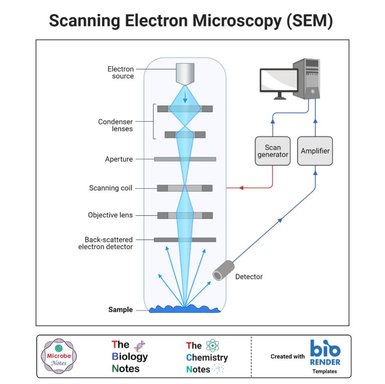 How A Scanning Electron Microscope Works Principles Uses how-a-scanning-electron-microscope-works-principles-uses