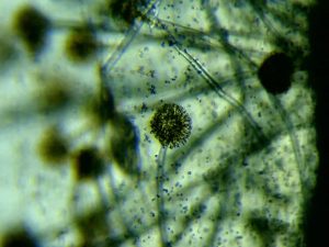 Bread Mold Under a Microscope: What You'll See » Microscope Club