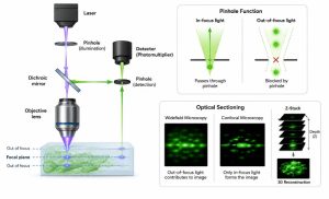 Confocal Microscope: How the Pinhole Creates a 3D Image » Microscope Club