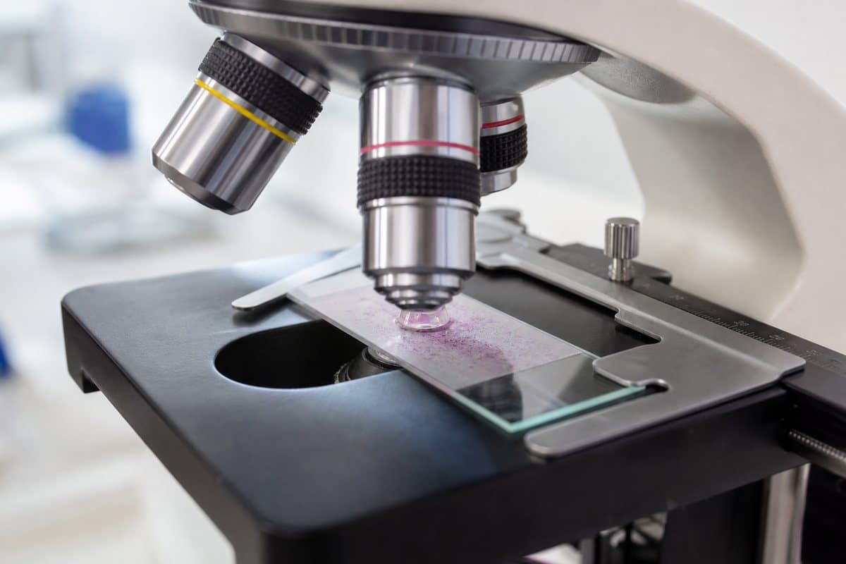 100x oil-immersion objective viewing a Gram-stained E. coli slide at 1000x magnification