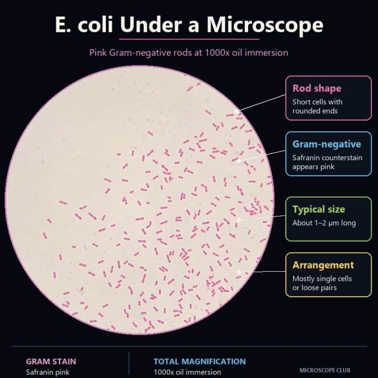 Gram-stained E. coli shown as pink rod-shaped bacteria at 1000x oil-immersion magnification