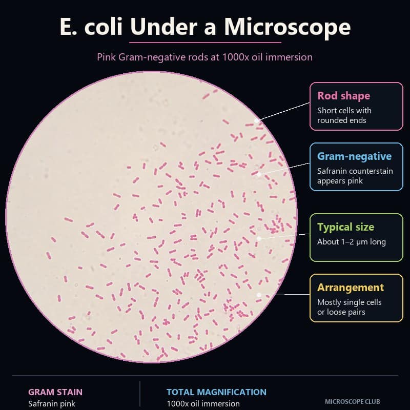Gram-stained E. coli shown as pink rod-shaped bacteria at 1000x oil-immersion magnification