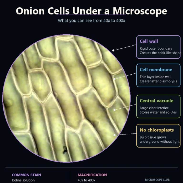Unstained onion epidermal cells showing rectangular cell walls under a light microscope