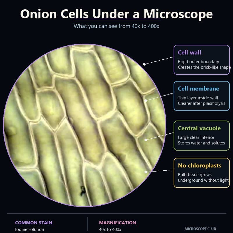 Onion cells under the microscope