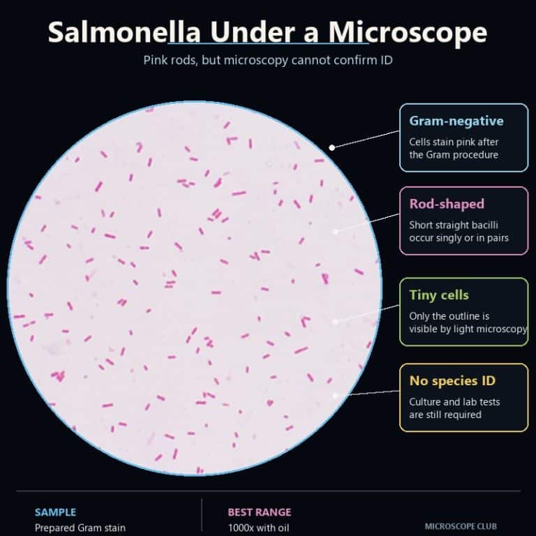 Gram-negative pink rod-shaped bacteria under a microscope; appearance alone cannot confirm Salmonella
