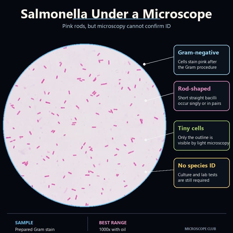 Gram-negative pink rod-shaped bacteria under a microscope; appearance alone cannot confirm Salmonella